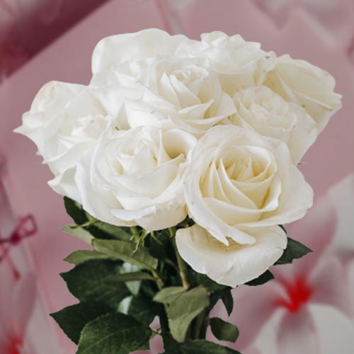 white rose hd image for whatsapp