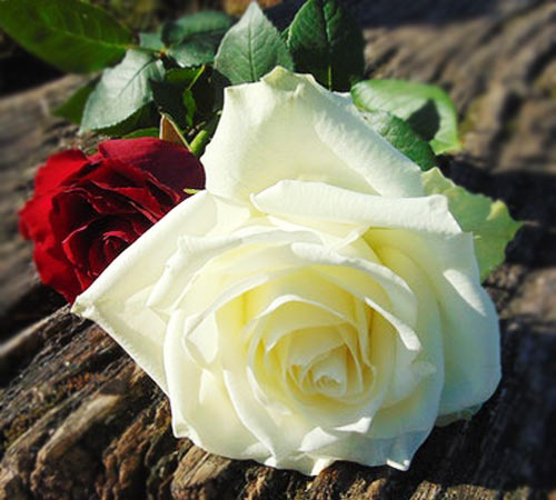 white rose images for whatsapp