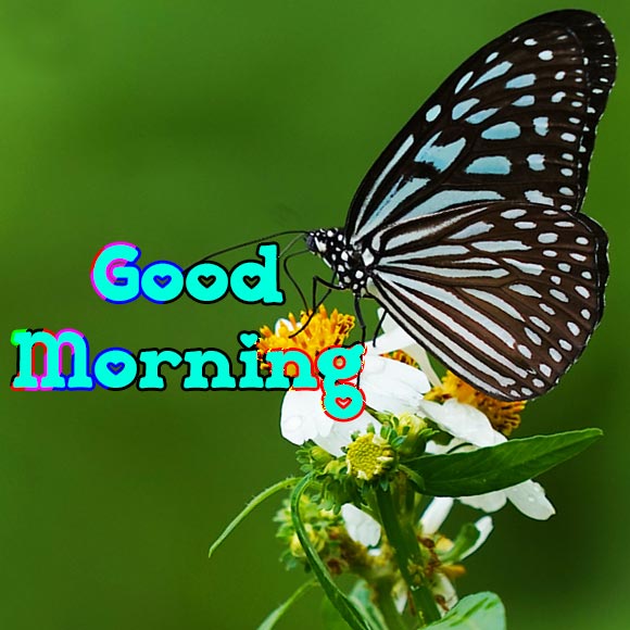 Butterfly-On-flower-Good-Morning-Special-Picture-1st