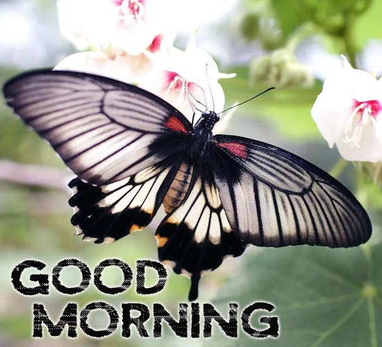 Flying-butterfly-Good-Morning-Special-Picture-2st