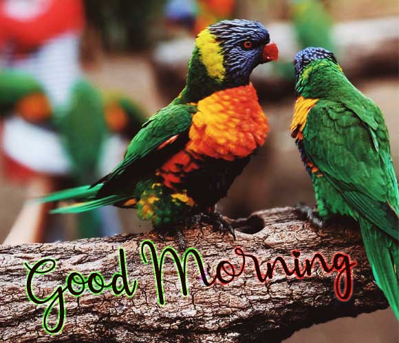 Good-Morning-Love-Birds-photo-3rd