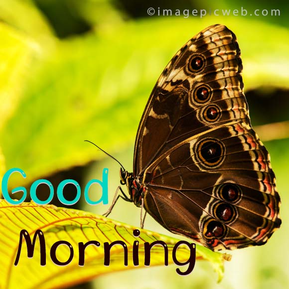 Good-Morning-Special-IMG-04