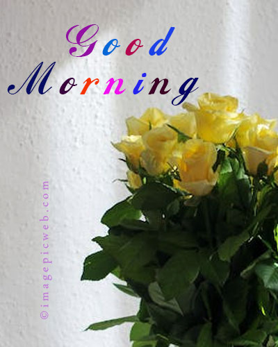 Yellow-rose-Good-Morning-Pic-6th